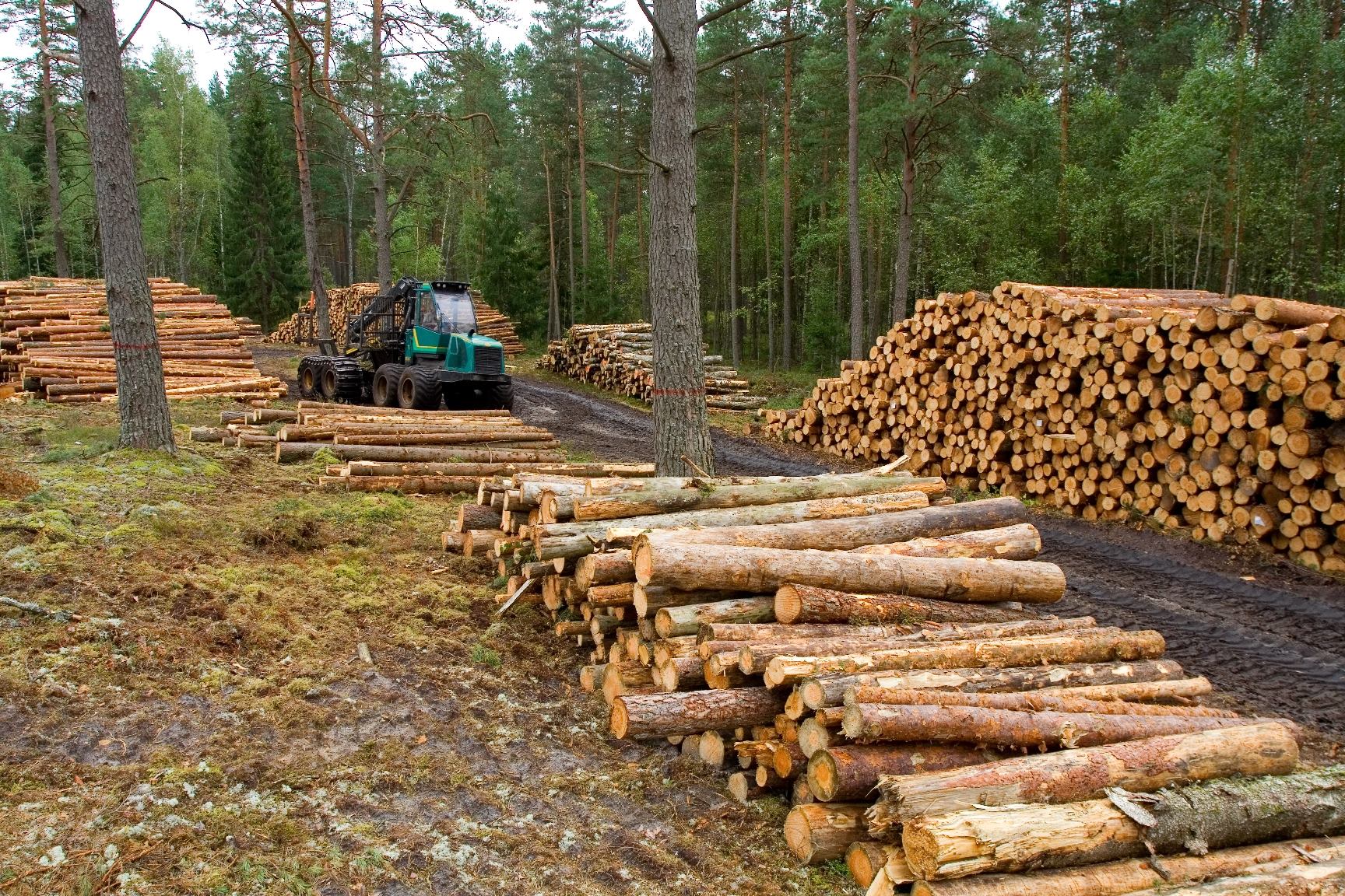 Лесная пром. Заготовка древесины. Заготовка леса. Лесная промышленность. Делянка леса.
