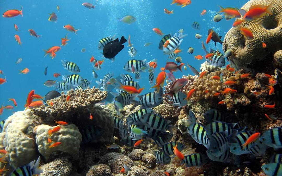  Los arrecifes coralinos del Parque proveen importantes servicios ambientales pues mitigan los impactos a la costa provocados por tormentas, huracanes y vientos.