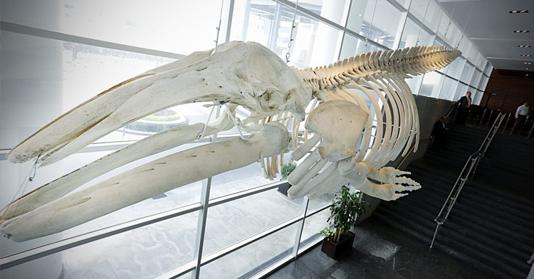 En el marco del Día Mundial del Medio Ambiente, la Secretaría de Medio Ambiente y Recursos Naturales recibió en sus instalaciones el esqueleto de una ballena gris.
