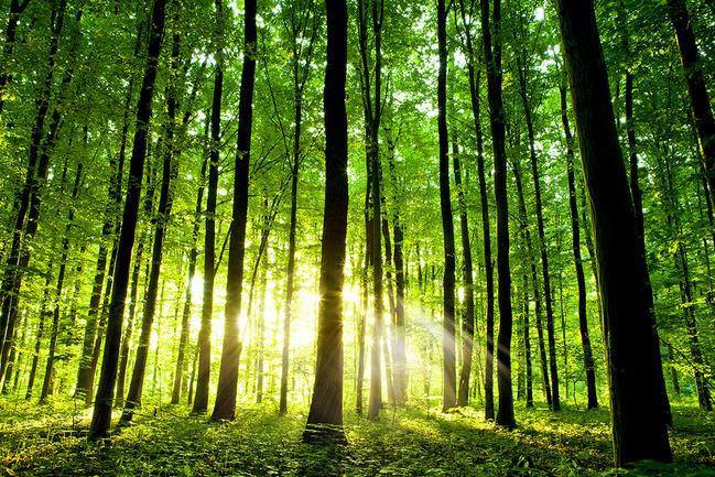 El Día Internacional de la Preservación de Bosques Tropicales, fue establecido en 1999 por el Programa de las Naciones Unidas para el Medio Ambiente, la Organización Mundial para la Conservación y la Organización de las Naciones Unidas.
