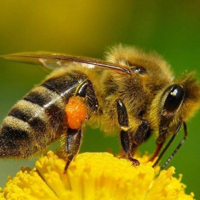 Las abejas y otros polinizadores como los murciélagos, aves y mariposas contribuyen a salvaguardar la biodiversidad de los ecosistemas forestales y mantienen el equilibrio.