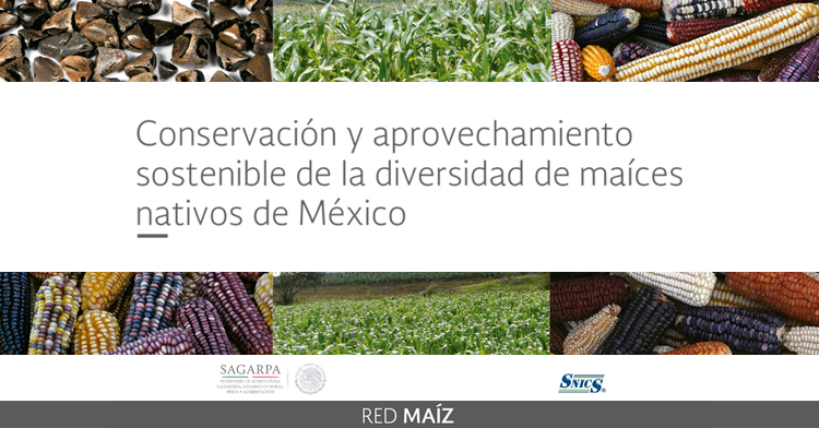 Conservación y aprovechamiento sustentable de la diversidad de maíces nativos de México