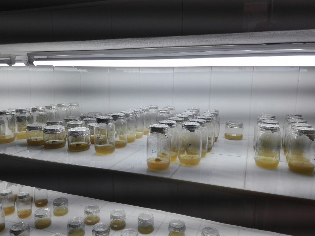 frascos de laboratorio que contienen semillas forestales 