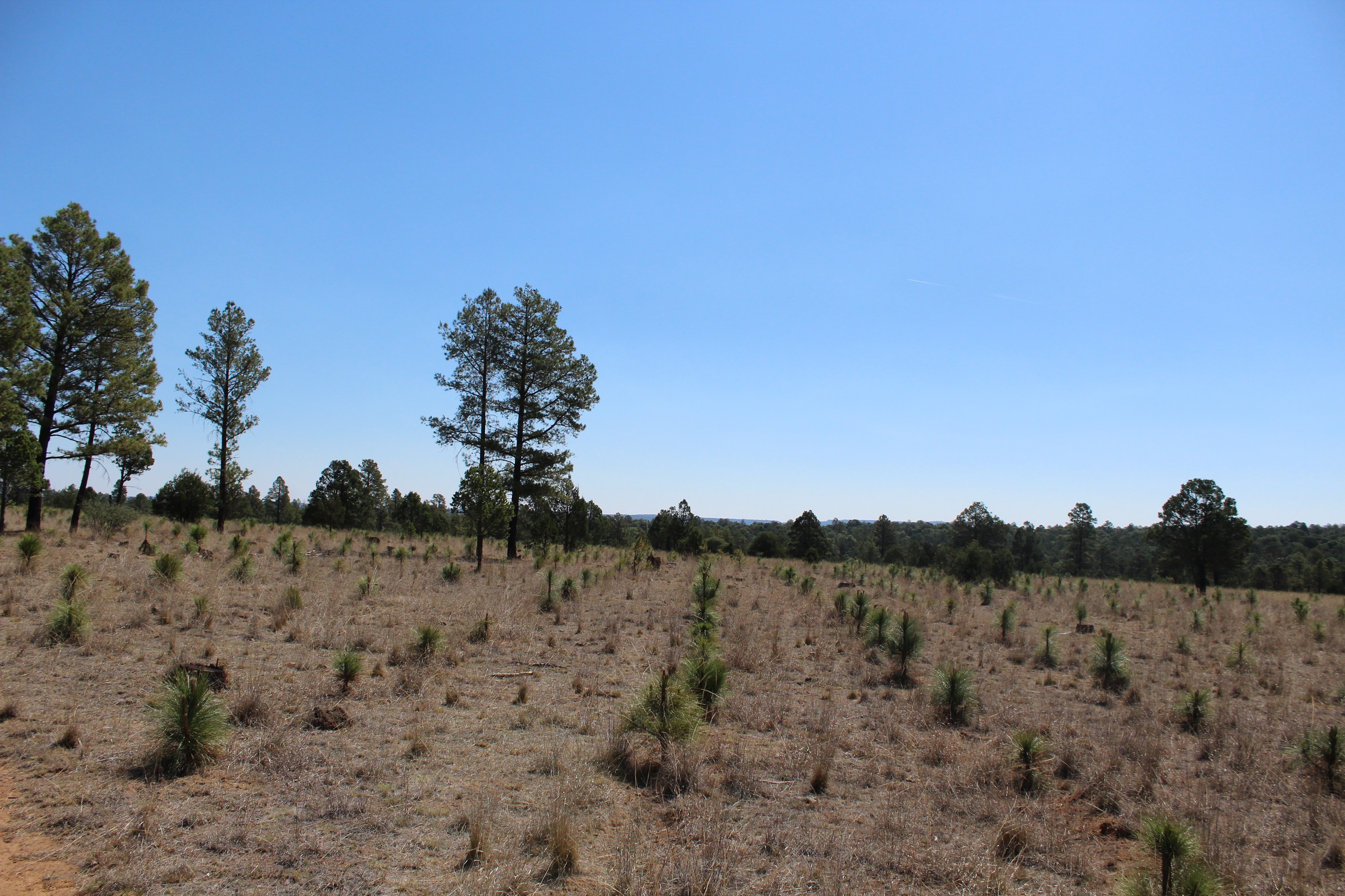 Reforestación en Durango 