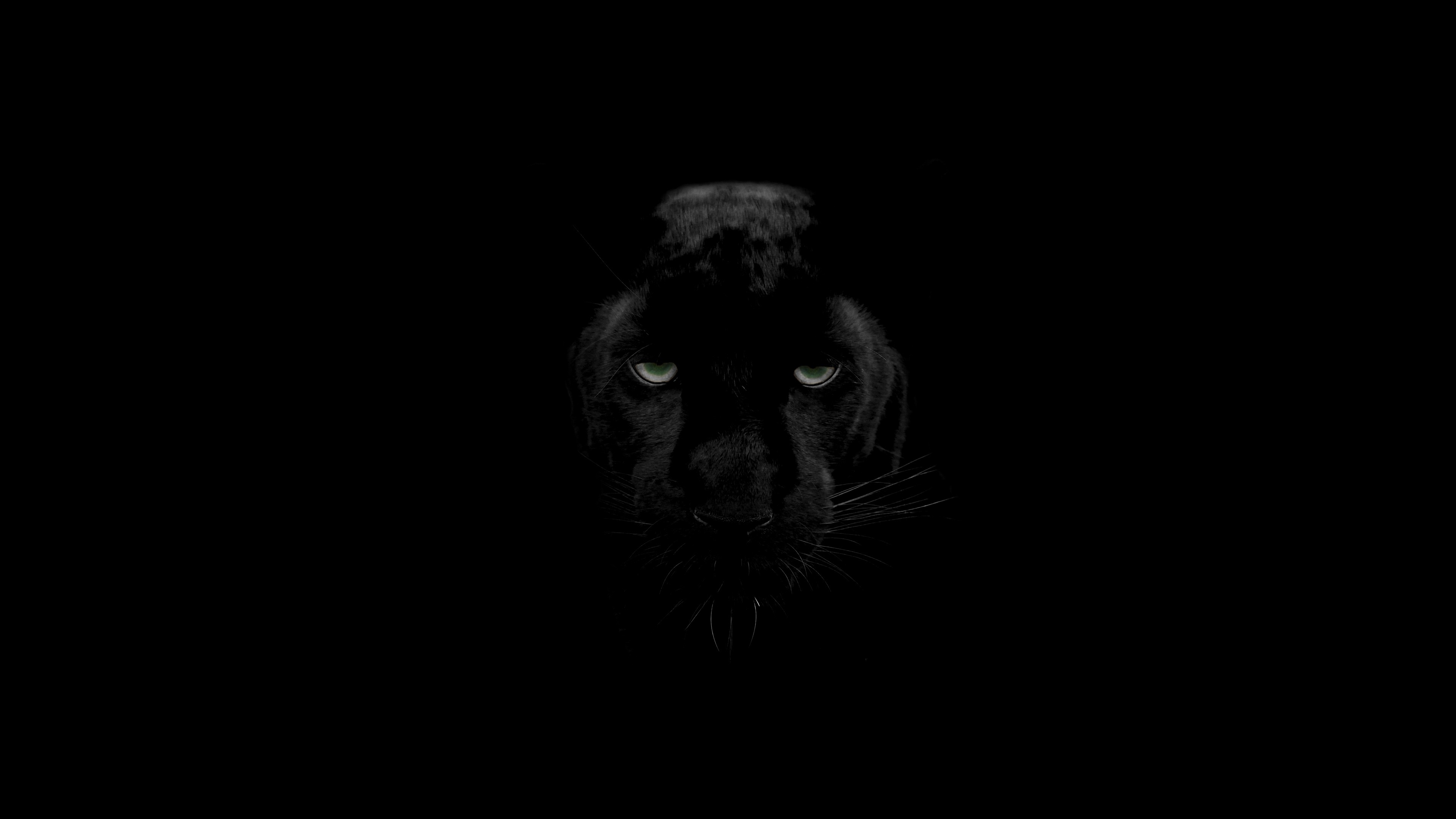 Ojos de de jaguar negro (panthera onca) sobresale de entre la oscuridad.