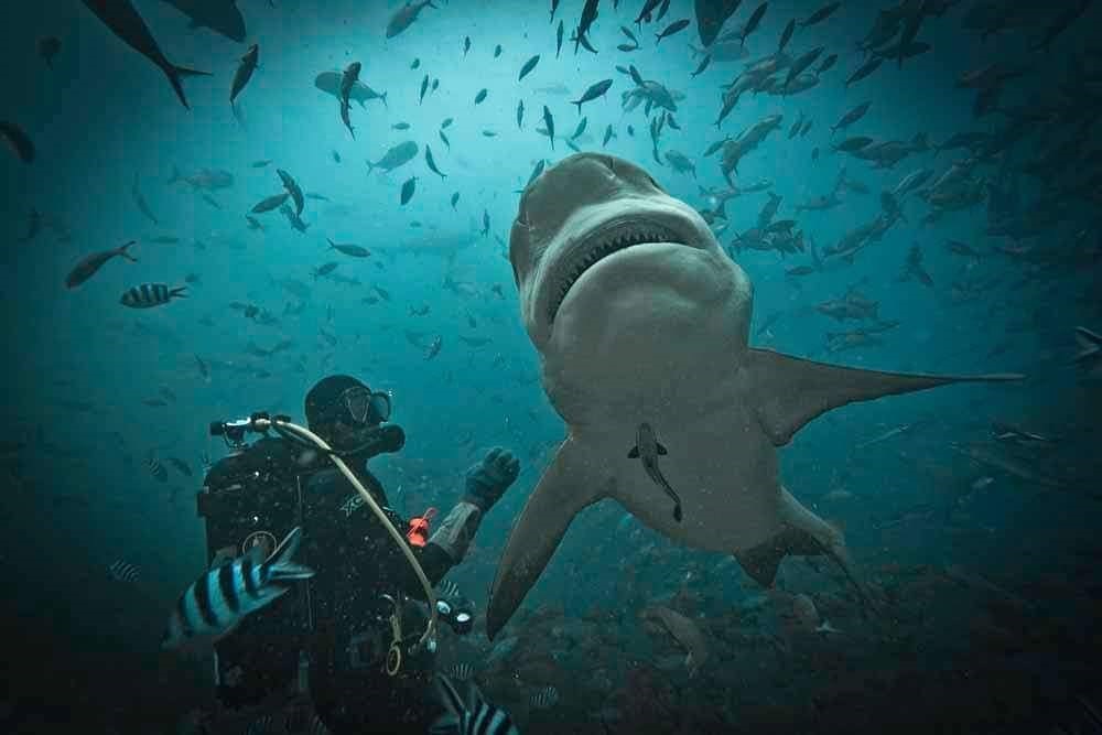 Contrapicada de buzo tratando de tocar a tiburón (Selachimorpha) entre cardumen de peces.