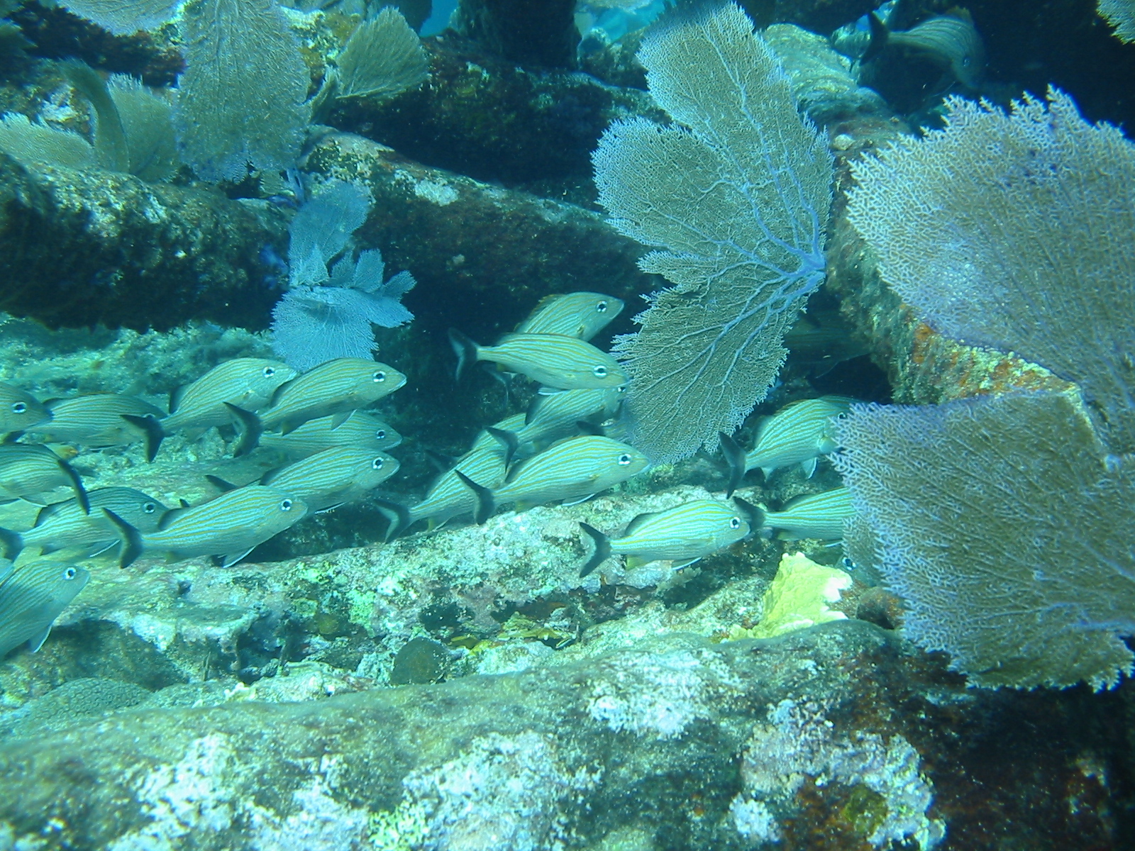 Frontal de cardumen de peces entre coral.
