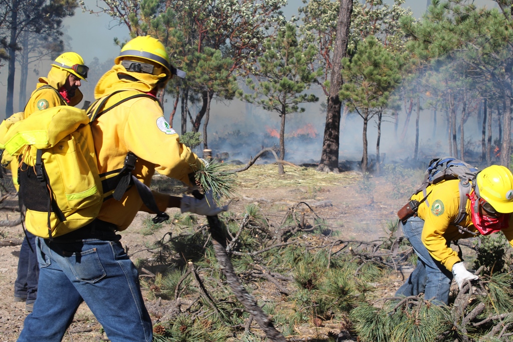 Combatientes de incendios forestales retirando ramas durante un incendio forestal.