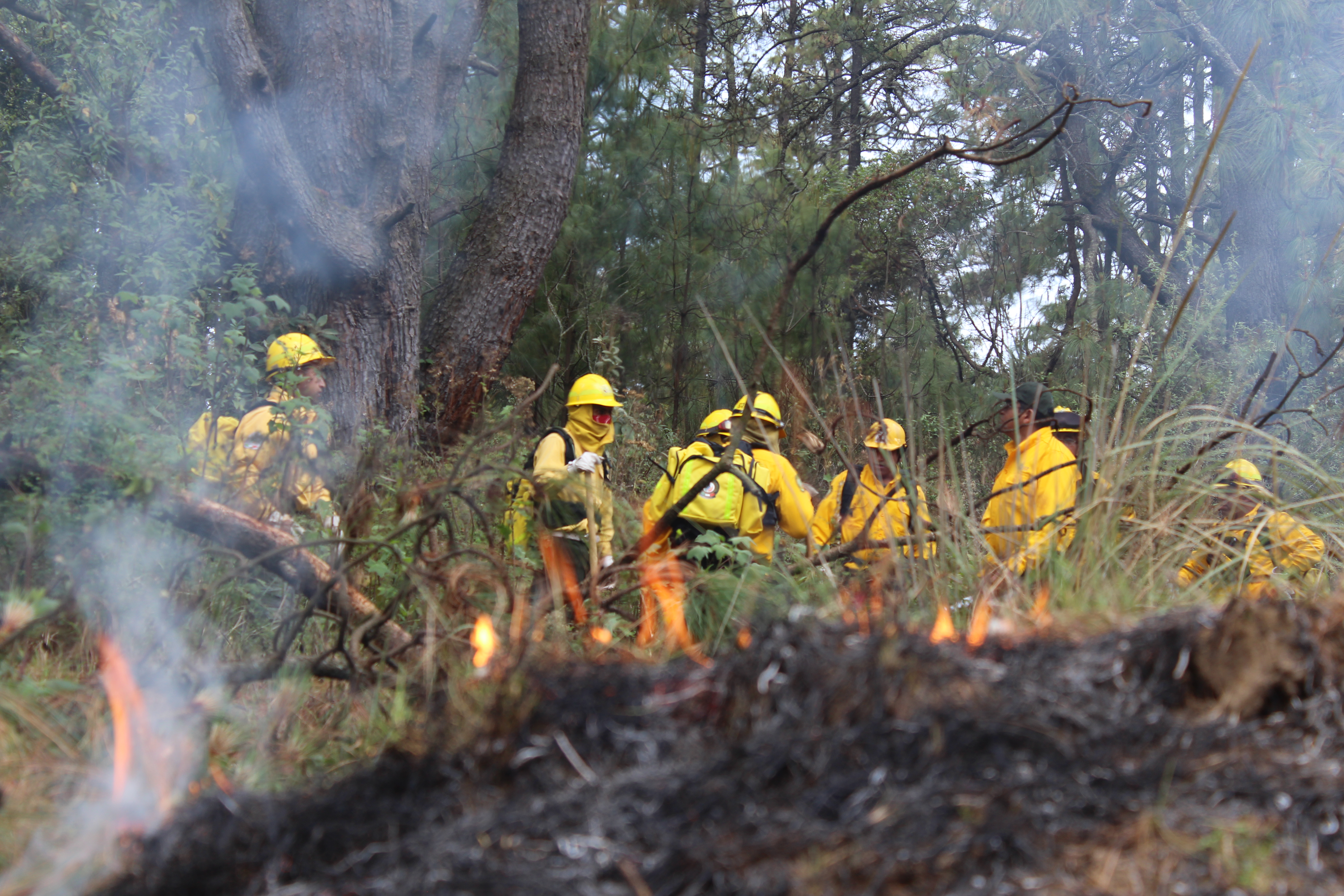 Grupo de combatientes de incendios forestales organizando los frentes de ataque durante un incendio.