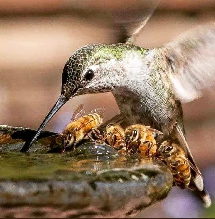 Grupo de abejas (Anthophila) tomando agua mientras colibrí (Trochilidae) hace lo mismo por encima de ellas.