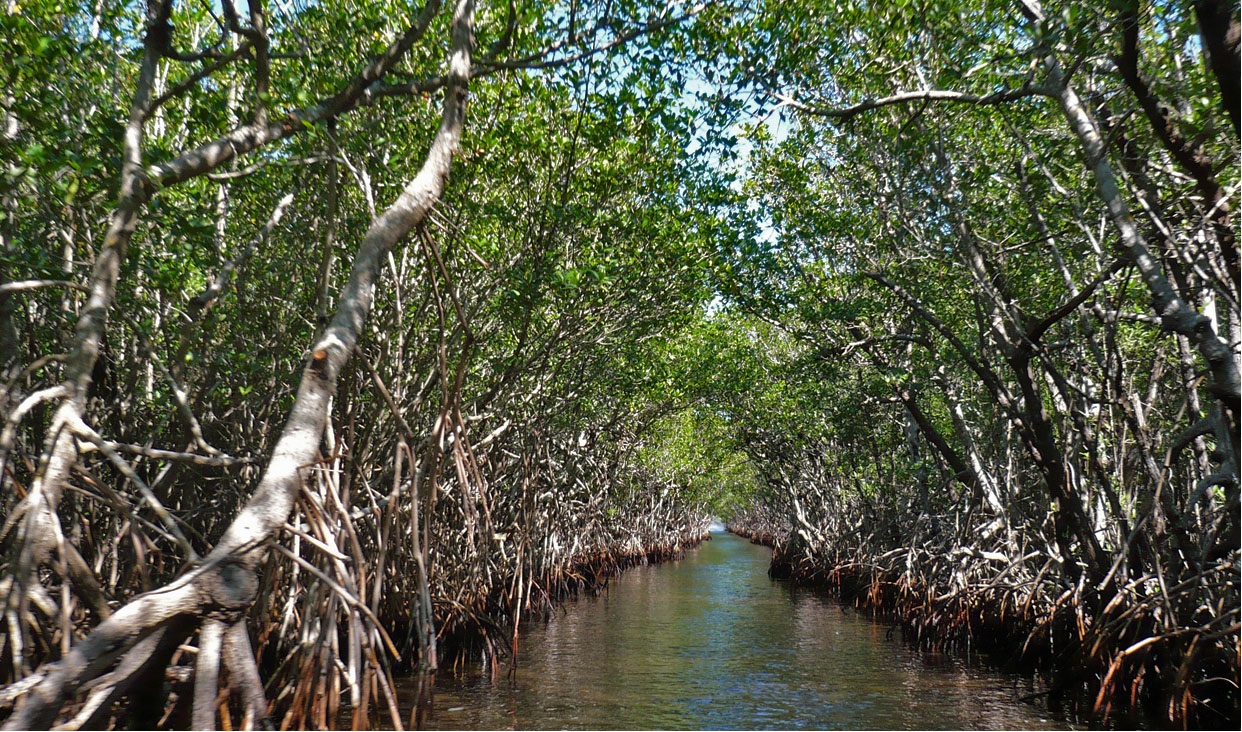 Punto de fuga de horizonte dentro de un canal natural de agua rodeado de manglar.