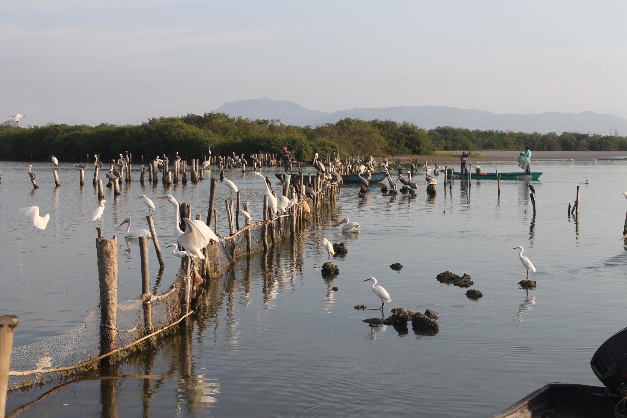 Grupo de aves sobre paradas sobre troncos en la isla de Mexcaltitán.