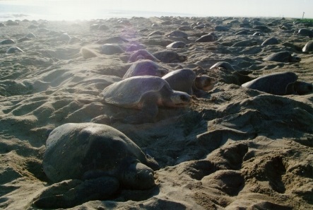 Grupo de tortugas (Testudines) golfinas en la playa.