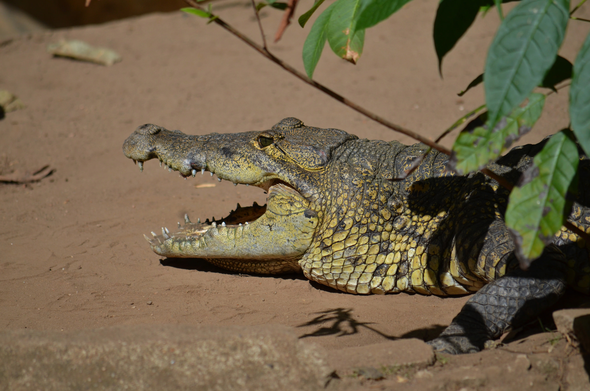 Primer plano de cocodrilo (crocodylidae) con el hocico abierto.