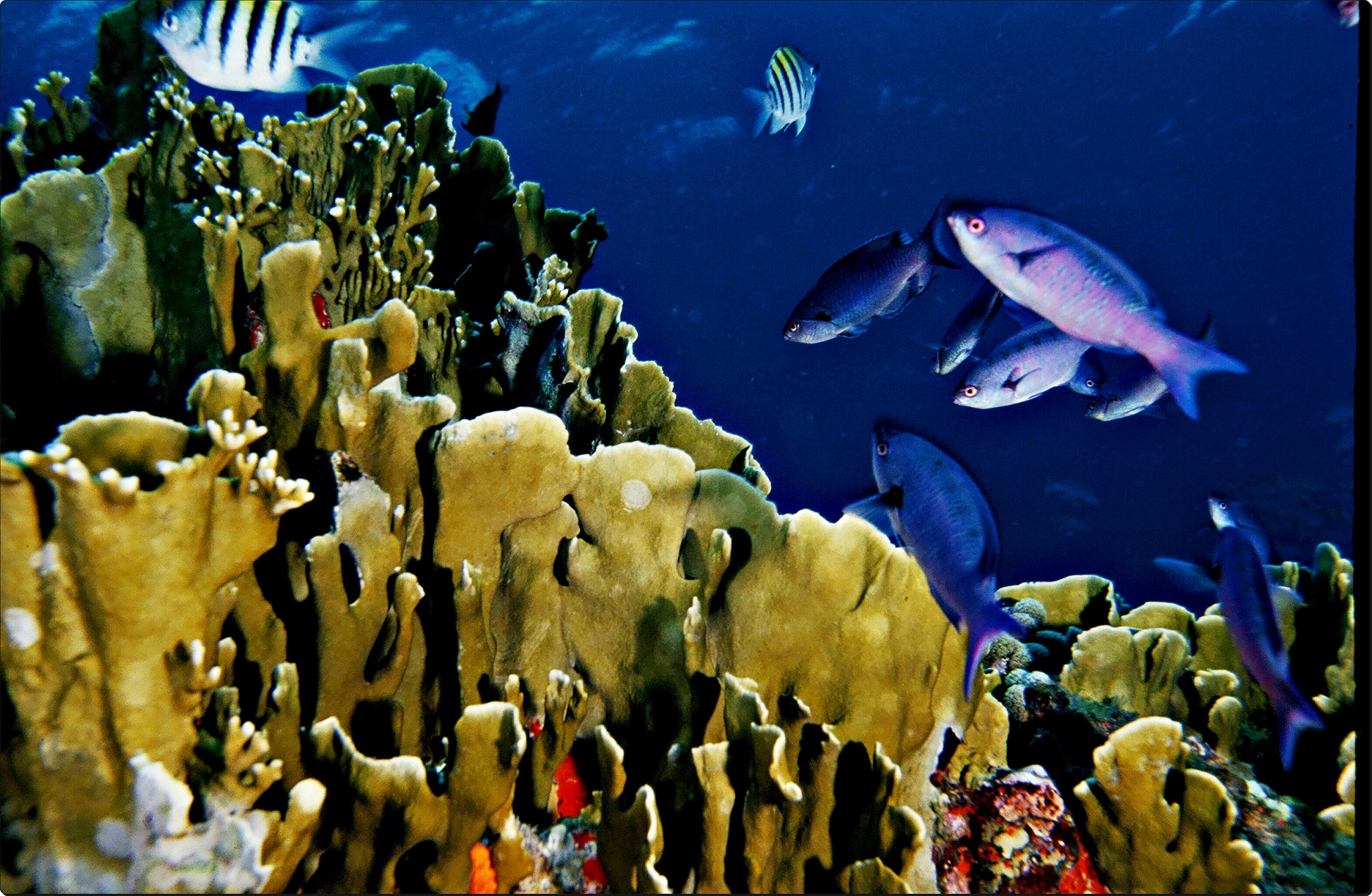 Frontal de grupo de peces rodeando a coral.