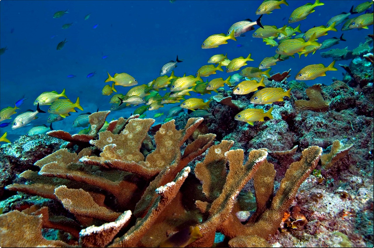 Submarina de cardumen de peces en coral.