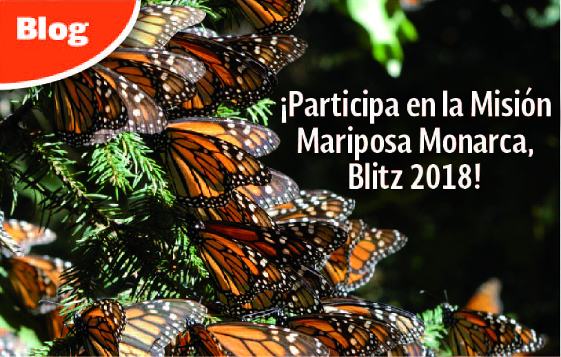 ¡Participa en la Misión Mariposa Monarca, Blitz 2018!  