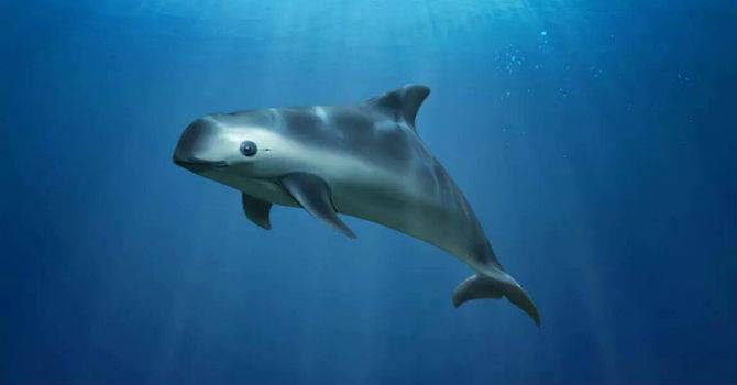 3 animales marinos que están en peligro de extinción