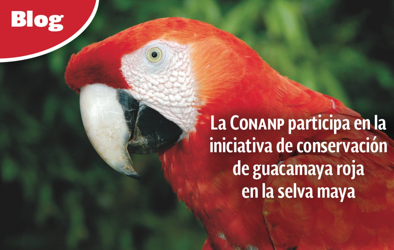 La CONANP participa en la iniciativa de conservación de guacamaya roja en la selva maya