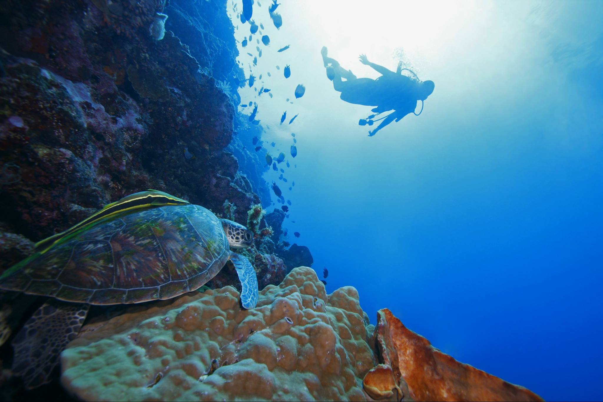 Submarina de tortuga y buzo en relieve marino.