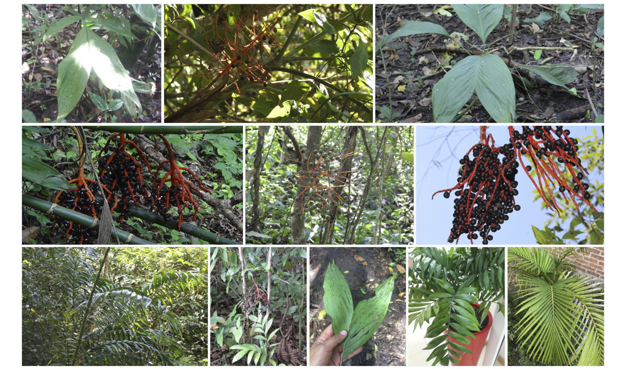 Collage de once imágenes de las distintas clases de palma (Chamaedorea) que se encuentran en México.