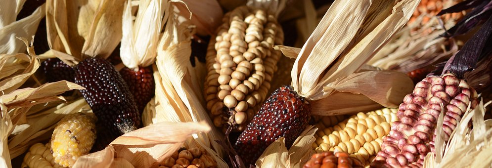 Este 11 de agosto conoce cuál es la importancia del maíz en la alimentación, economía y cultura de México.