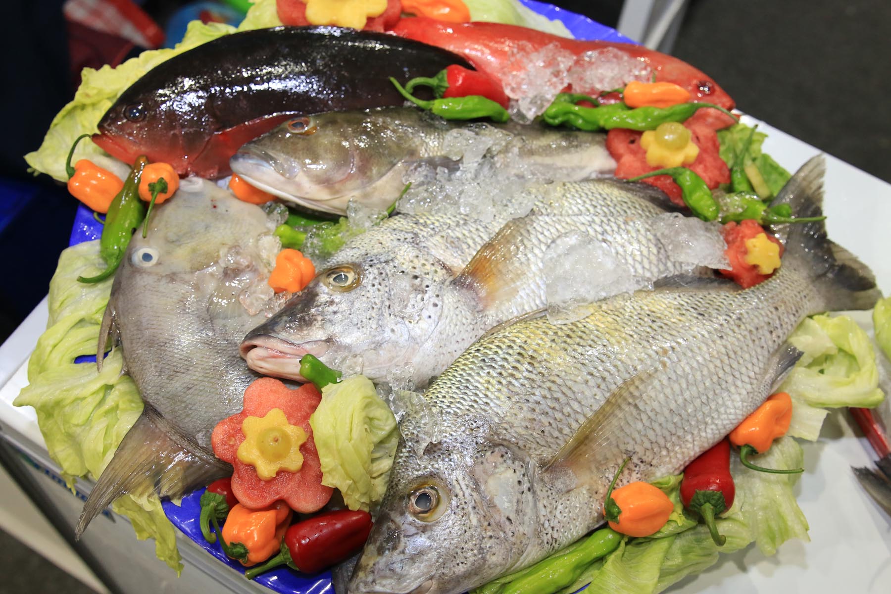 La Comisión Nacional de Acuacultura y Pesca (CONAPESCA) se reportó lista para participar, junto con los productores pesqueros y acuícolas de todo el país, en la tercera edición de la feria “México Alimentaria 2018 Food Show”.