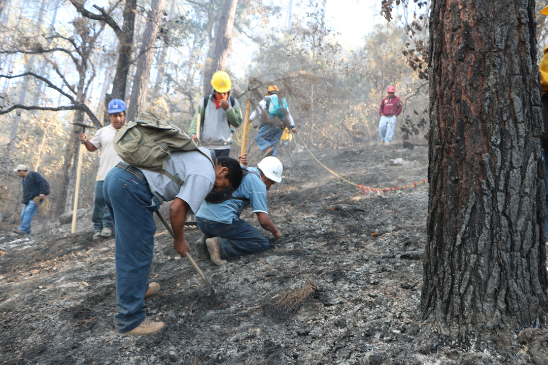 Ejidatarios de Oaxaca realizan quemas de sanidad para erradicar plaga