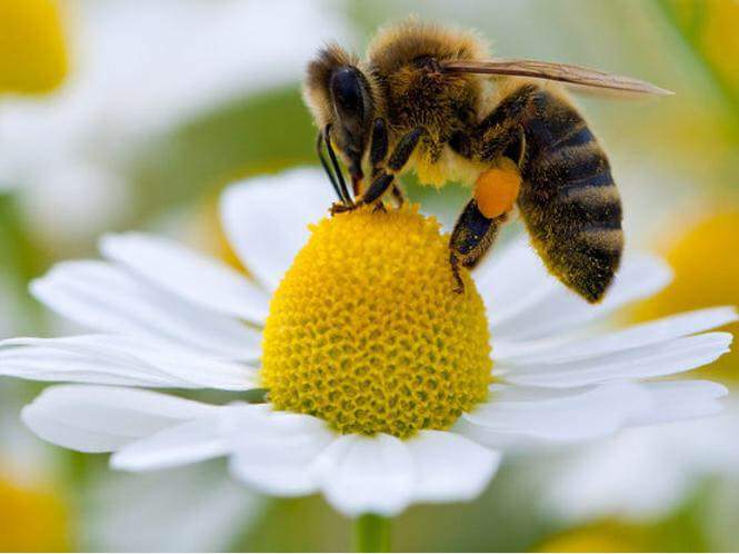 Vista a detalle de abeja posada en flor extrayendo polen del  gineceo.