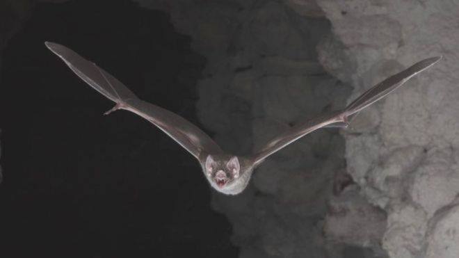 Vista de cuerpo completo de murciélago volando con alas extendidas en la entrada de una cueva.