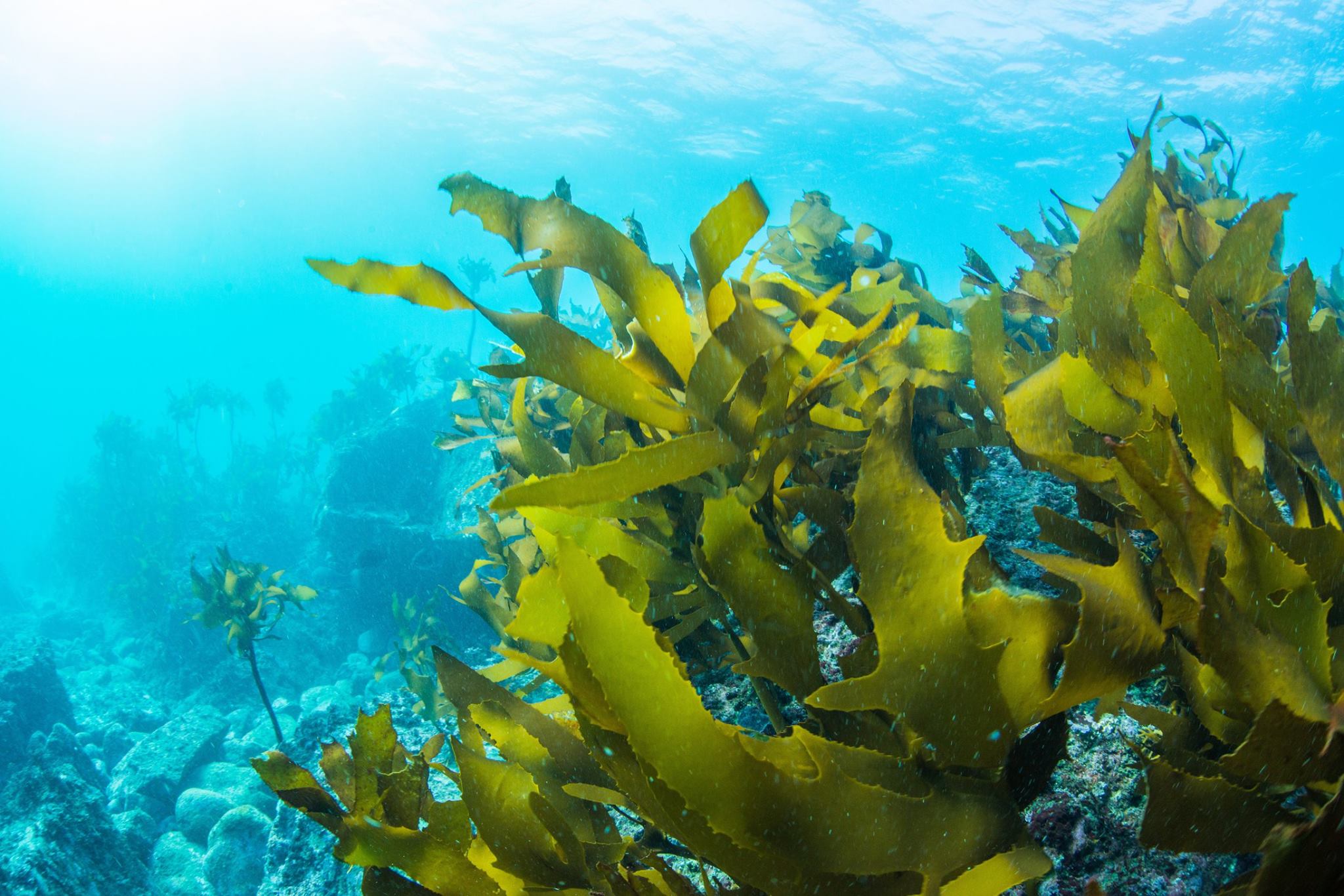 Vista submarina de algas verdes en lecho marino.