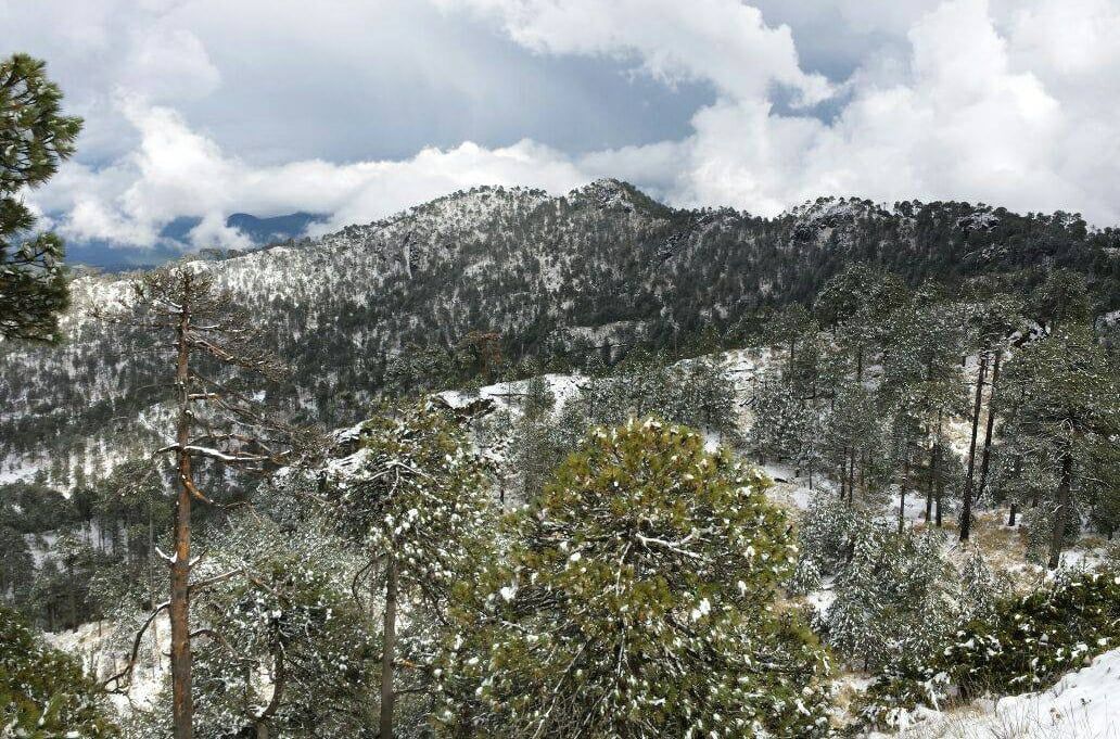 Vista general paisaje de bosque con nieve en El Pico de Tancítaro, ubicado en el estado de Michoacán.