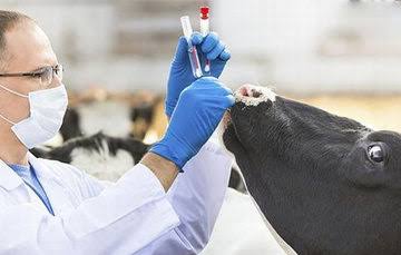 Veterinario atendiendo vaca