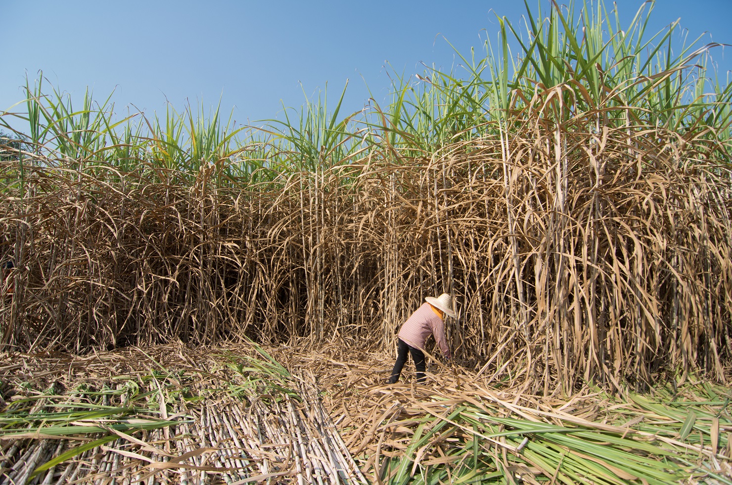 Известно что сахарный тростник. Сахарный тростник в Бразилии. Сахарный тростник в Южной Америке. Плантации сахарного тростника в Бразилии. Сахарный тростник в Америке.