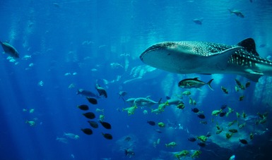 Vista submarina de cardumen de peces rodeando a tiburón ballena