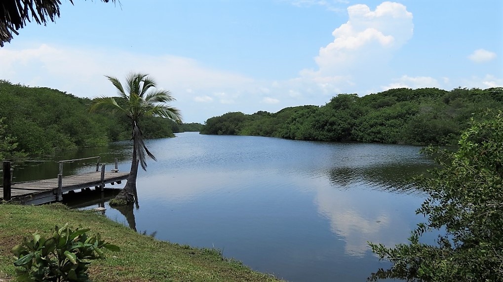 Zona de manglar de Colima rehabilitada por sus pobladores.