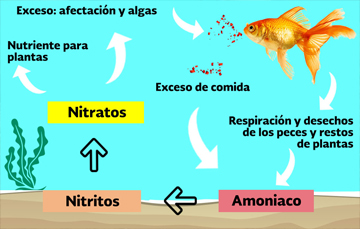 Acuaponía: producción sustentable entre el cultivo de plantas y la cría de peces