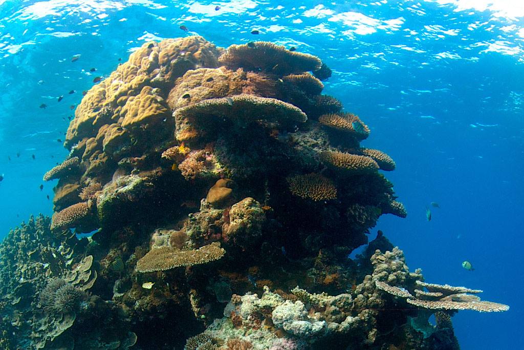 Vista submarina de arrecife
