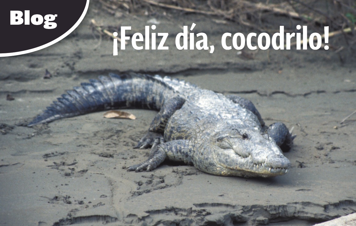 ¡Celebramos el Día Nacional del Cocodrilo, con el fin de generar conciencia sobre la importancia de conservar al reptil más grande del planeta! 