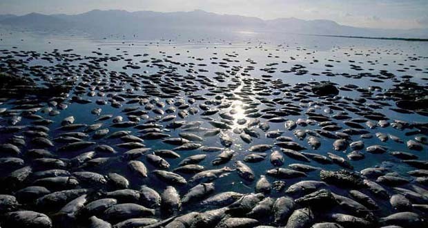 Vista general de decenas de peces muertos.