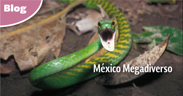 México ocupa el quinto lugar en variedad de plantas y anfibios, el tercero en mamíferos y el segundo en reptiles de todo planeta. 