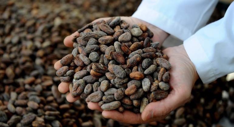 El árbol del cacao es relativamente pequeño, da frutos que contienen de 30 hasta 40 semillas.