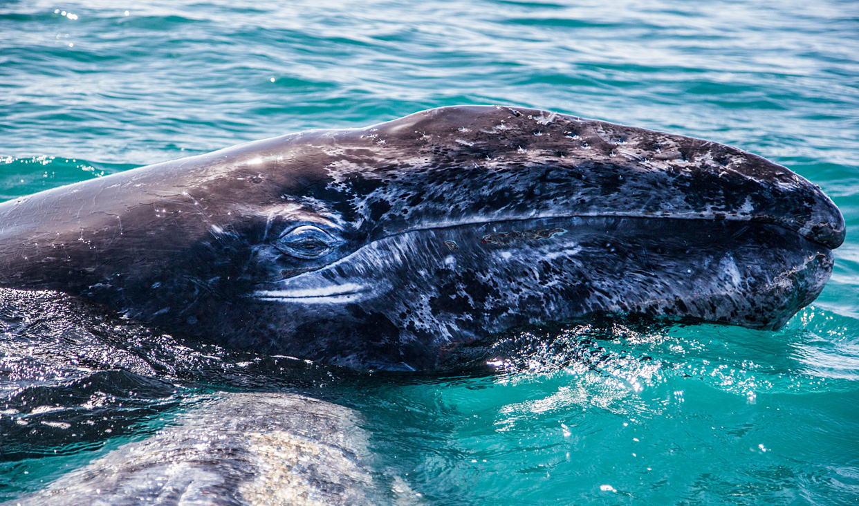 Vista detallada de cabeza de ballena gris en hábitat