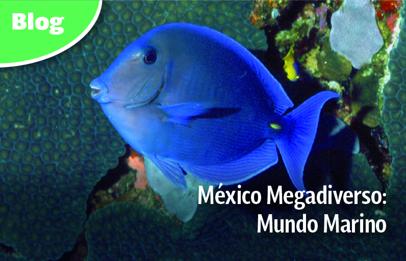 México Megadiverso: Mundo Marino
