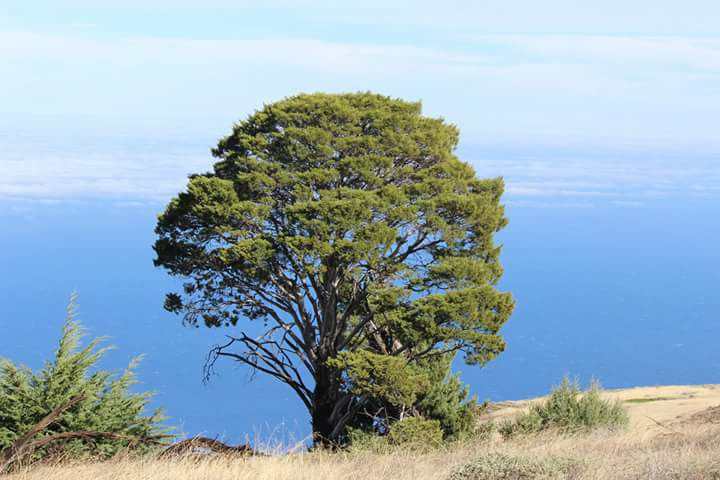 Vista general de árbol en colina