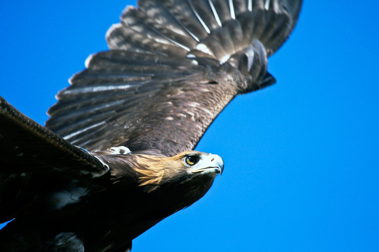 Vista detallada de cabeza de águila real durante vuelo.
