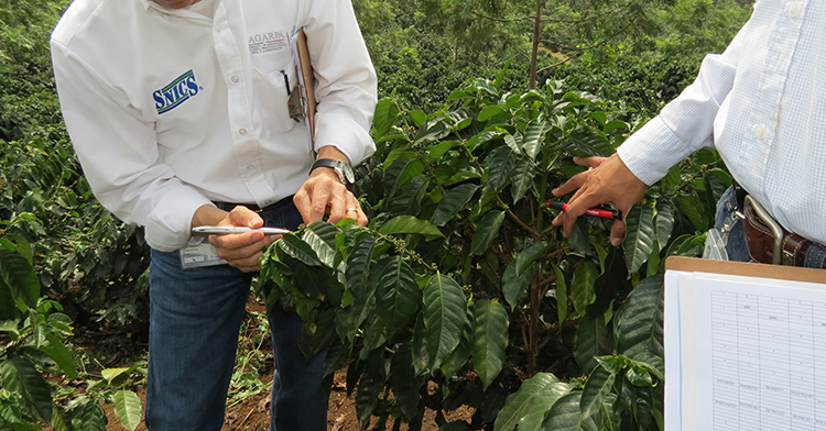 Visita de verificación y muestreo de semilla de café (Coffea arabica L.), para su análisis y calificación.