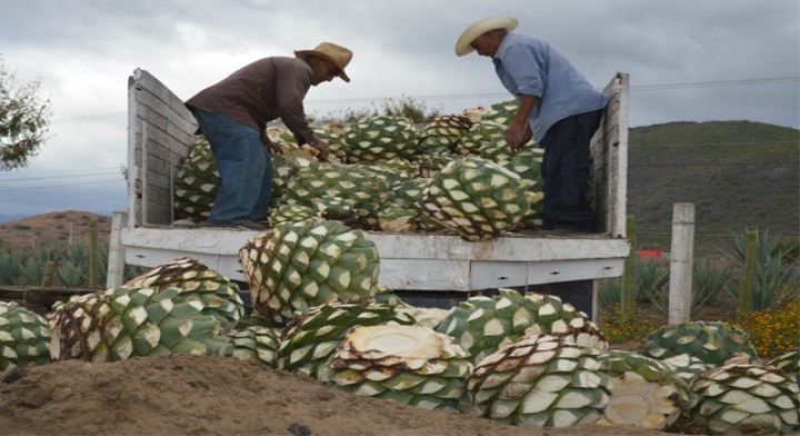 El estado de Michoacán cuenta con tres mil 522 hectáreas sembradas de agave en 36 municipios.