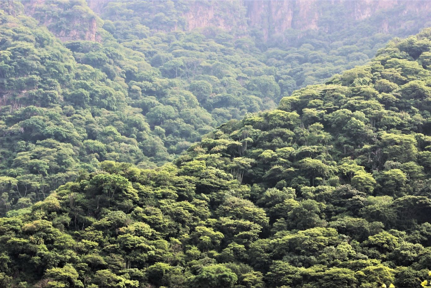 Paisaje montañoso de la selva seca en tiempo de lluvias.