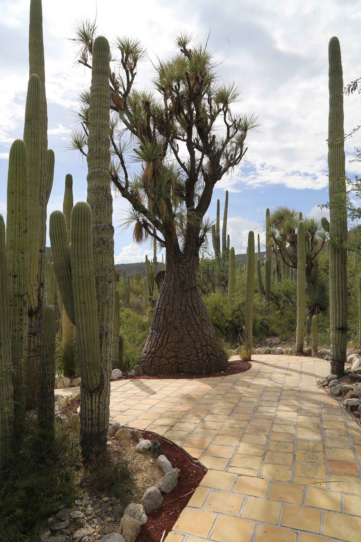 Vista general de cactus